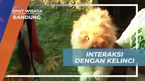 Wisata Kelinci Bandung: Ci Panda Alami Insiden Lucu