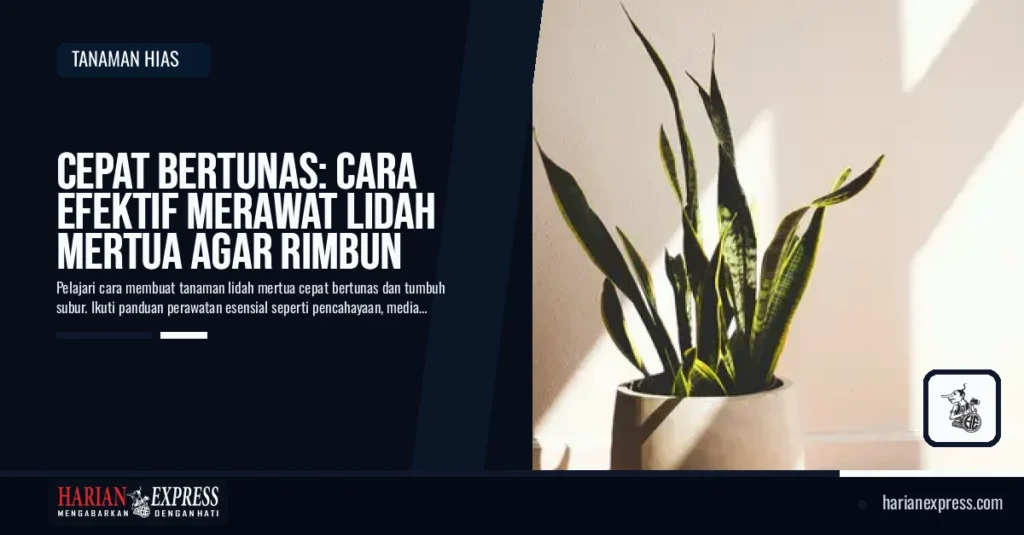 Cepat Bertunas: Cara Efektif Merawat Lidah Mertua agar Rimbun