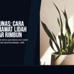Cepat Bertunas: Cara Efektif Merawat Lidah Mertua agar Rimbun