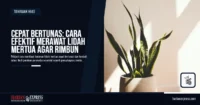 Cepat Bertunas: Cara Efektif Merawat Lidah Mertua agar Rimbun