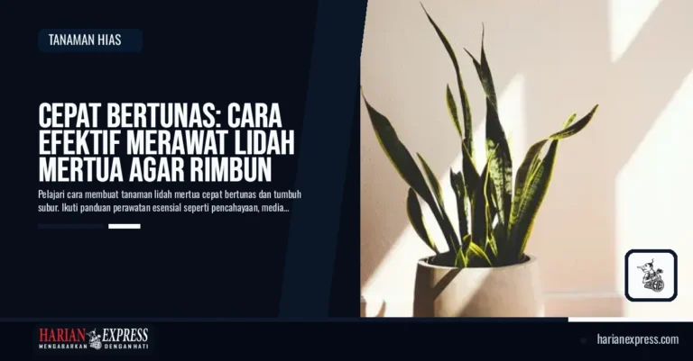 Cepat Bertunas: Cara Efektif Merawat Lidah Mertua agar Rimbun