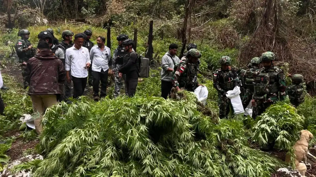 Mata di Udara Buka Tabir: Drone BAIS TNI Mengungkap Ladang Ganja Raksasa di Pegunungan Bintang
