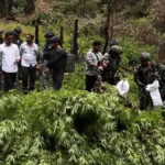 Mata di Udara Buka Tabir: Drone BAIS TNI Mengungkap Ladang Ganja Raksasa di Pegunungan Bintang