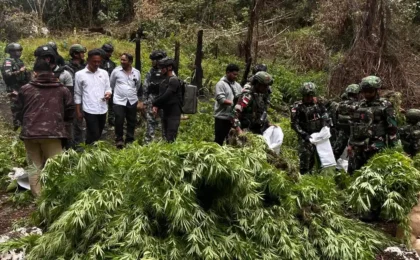 Mata di Udara Buka Tabir: Drone BAIS TNI Mengungkap Ladang Ganja Raksasa di Pegunungan Bintang